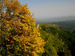 Осенний лес